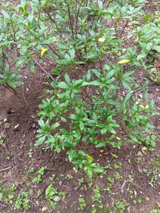 logixさんの投稿 (千葉市都市緑化植物園 ジンチョウゲ) – はなもく散歩