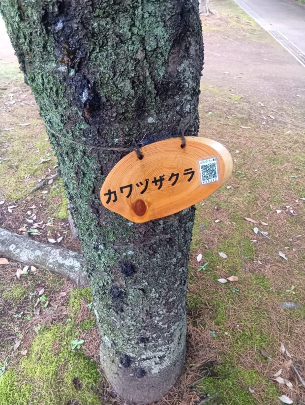 カワヅザクラ