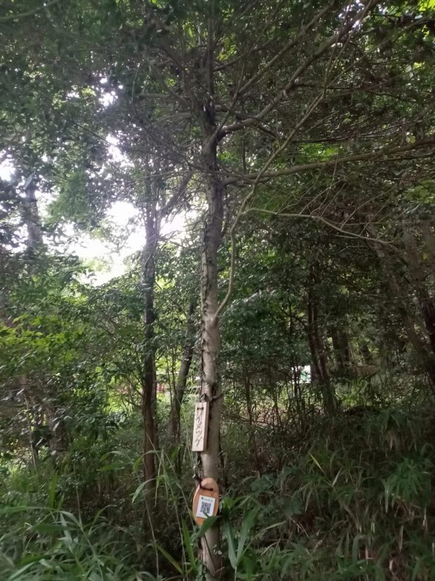イヌツゲ