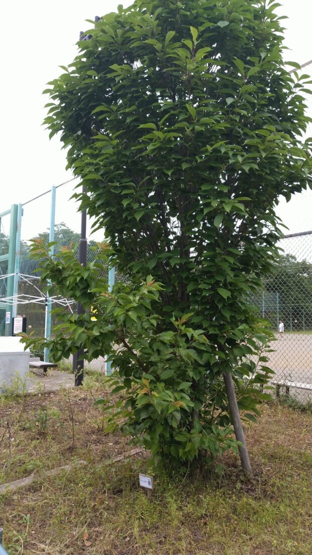 アマノガワ