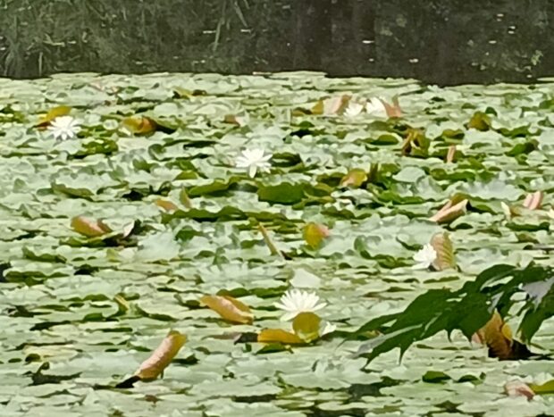 堤池