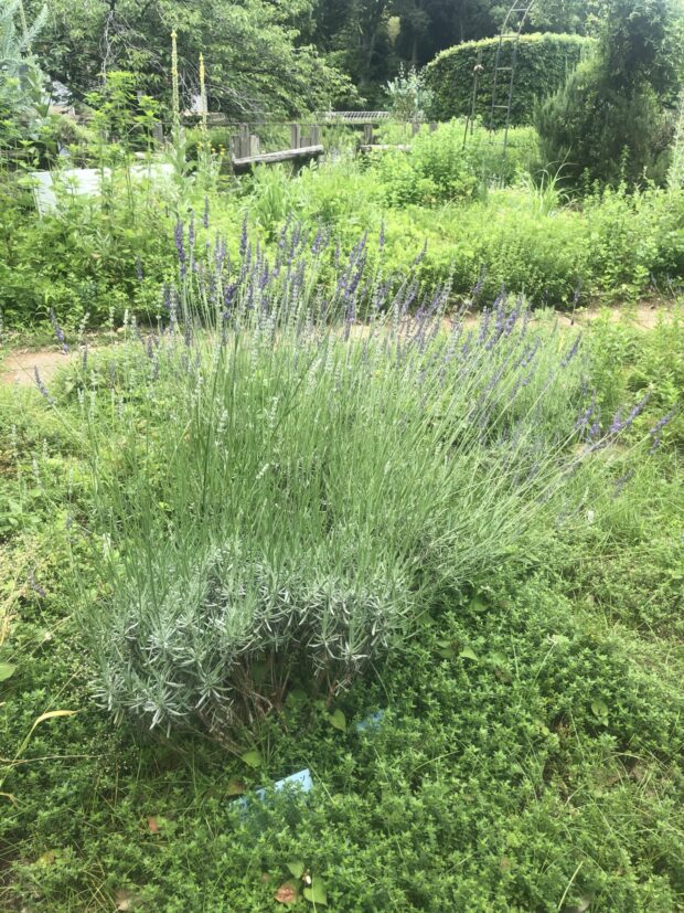 ハーブ園