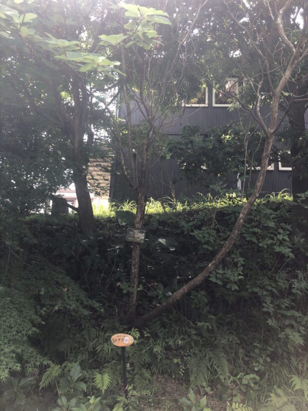 リョウブ