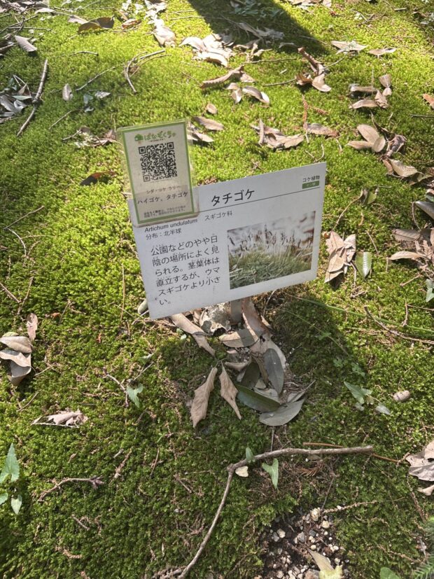 ハイゴケ、 タチゴケ