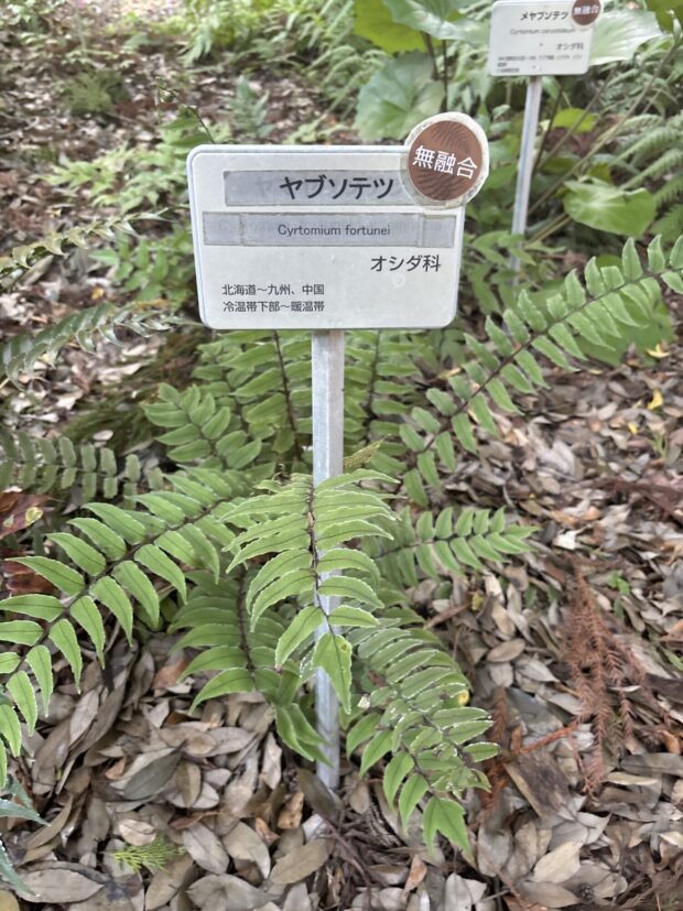 受精しないで殖えるシダ