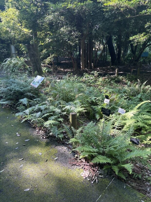 筑波山周辺のシダ