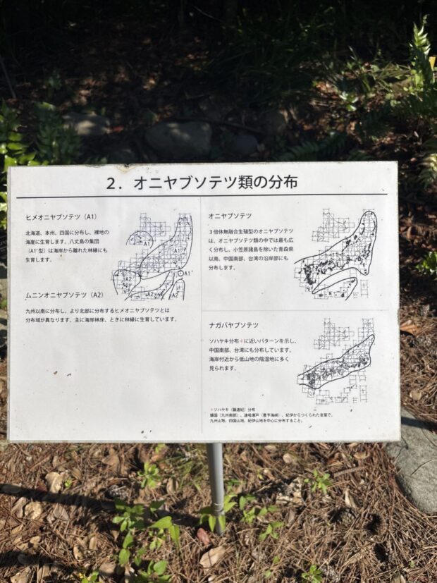 オニヤブソテツいろいろ