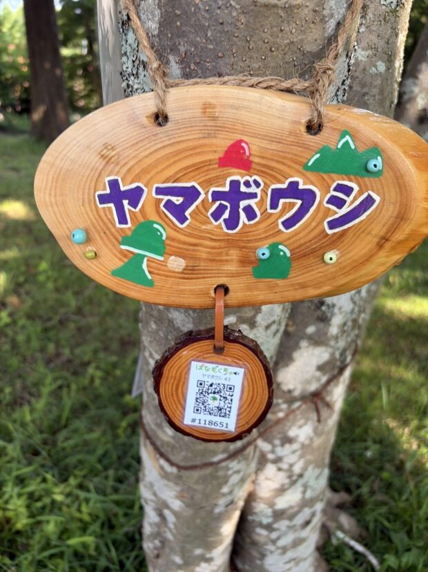 ヤマボウシ