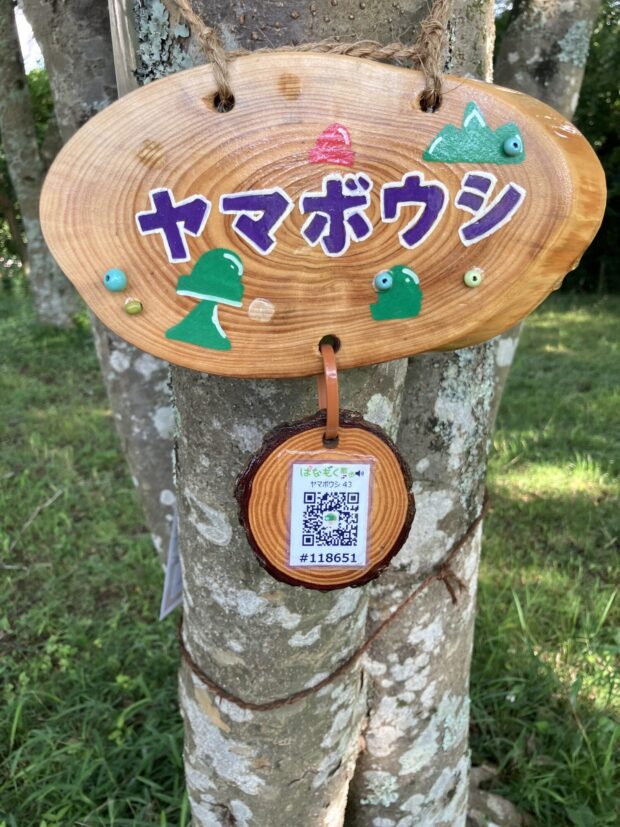 ヤマボウシ
