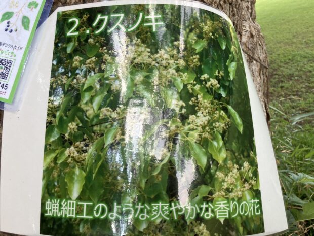 クスノキ