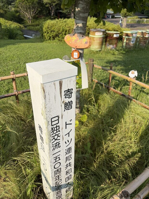 シナノキ