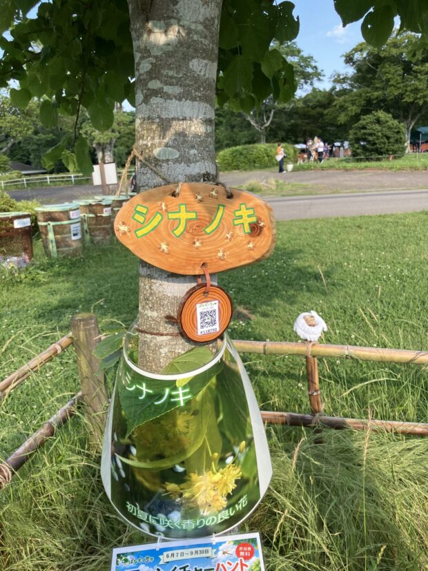 シナノキ
