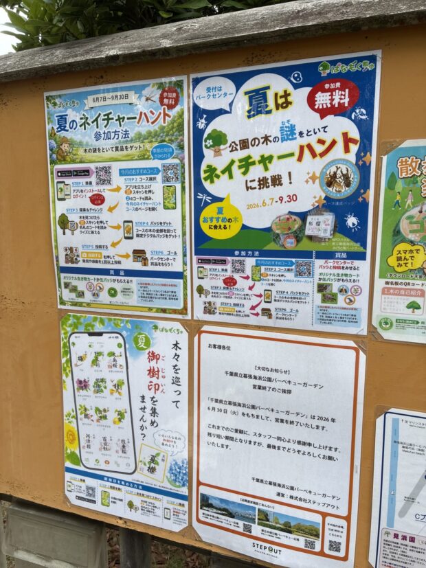 マテバシイ