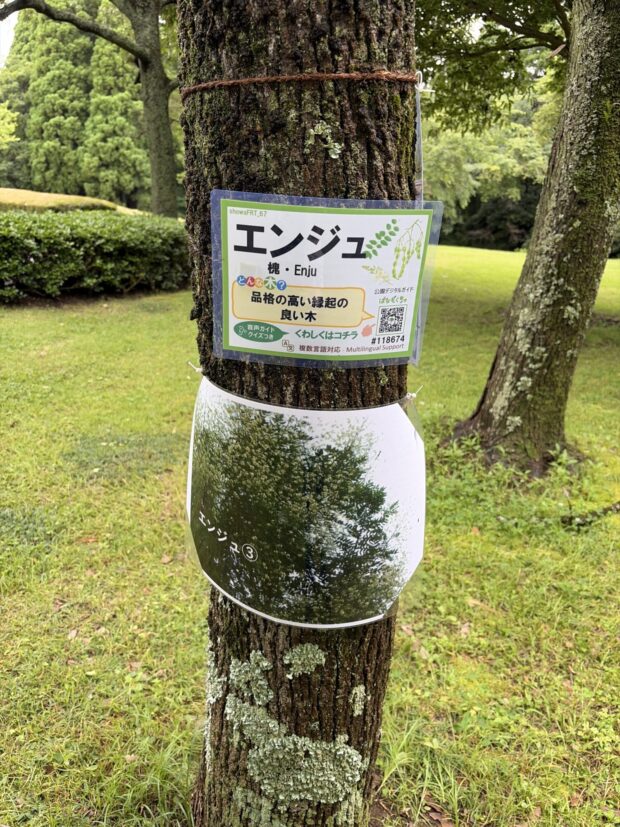 エンジュ