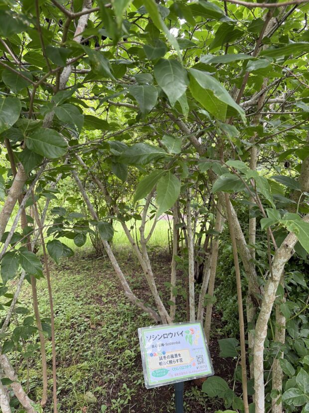 ソシンロウバイ