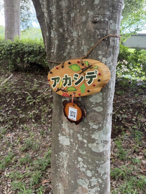 アカシデ