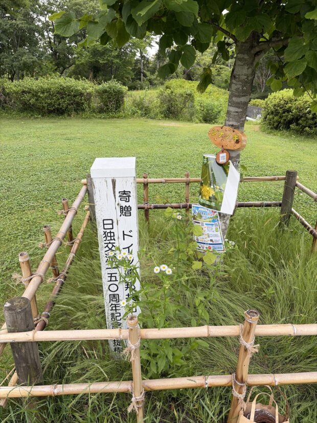 シナノキ