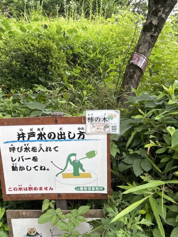 カキノキ