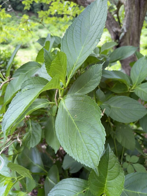 カキノキ