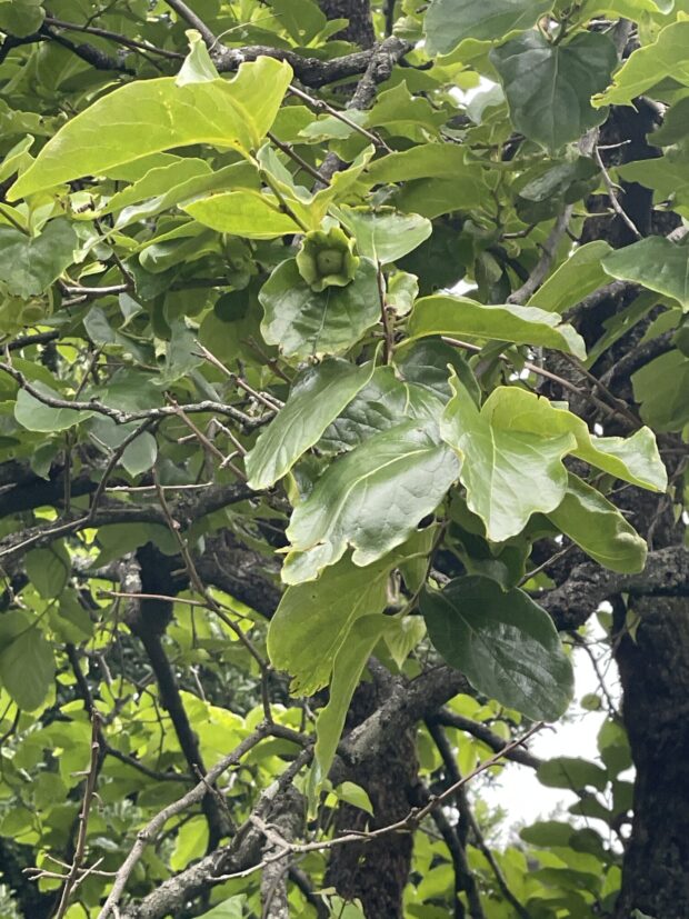 カキノキ