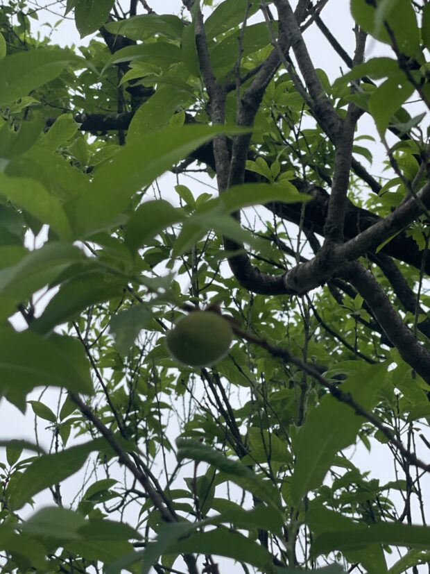 ハナモモ