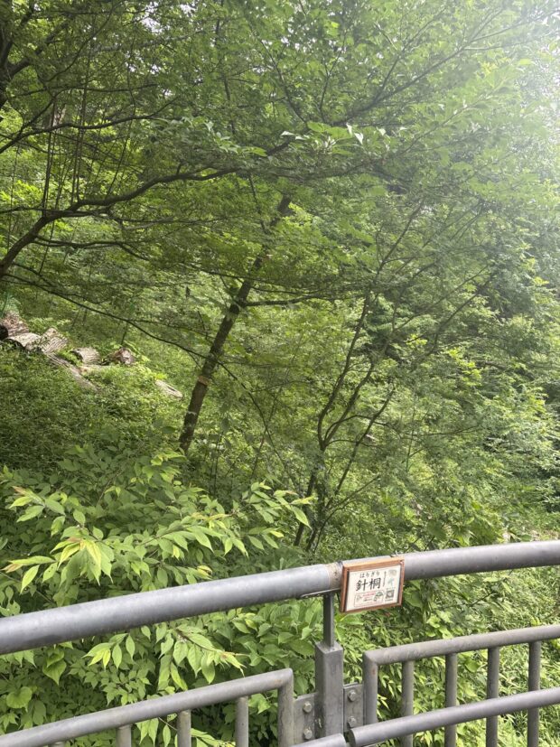 ハリギリ