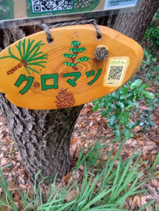 クロマツ