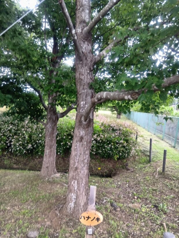 ハナノキ