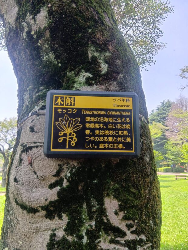モッコク