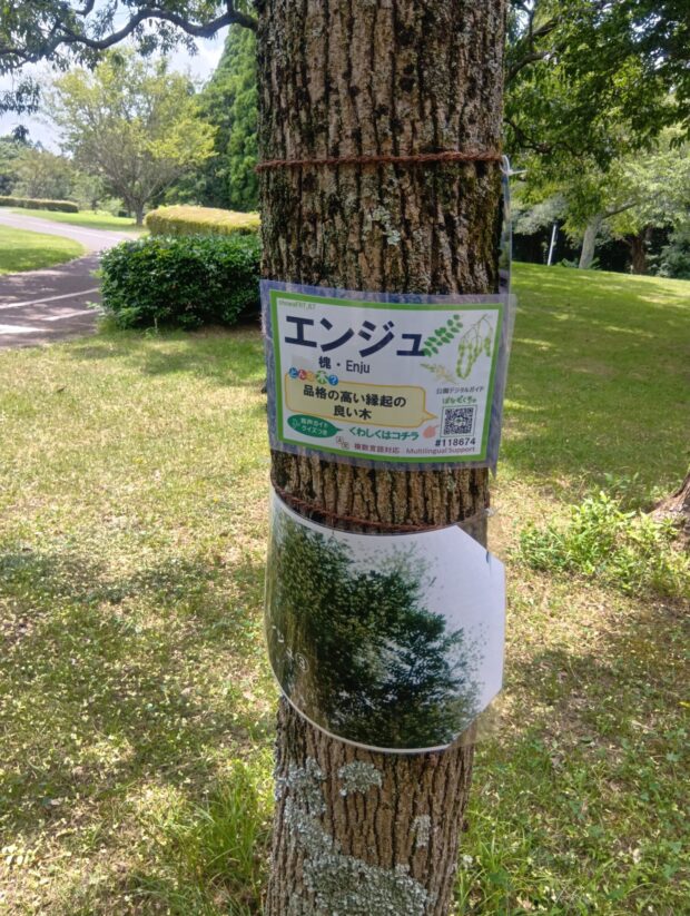 エンジュ