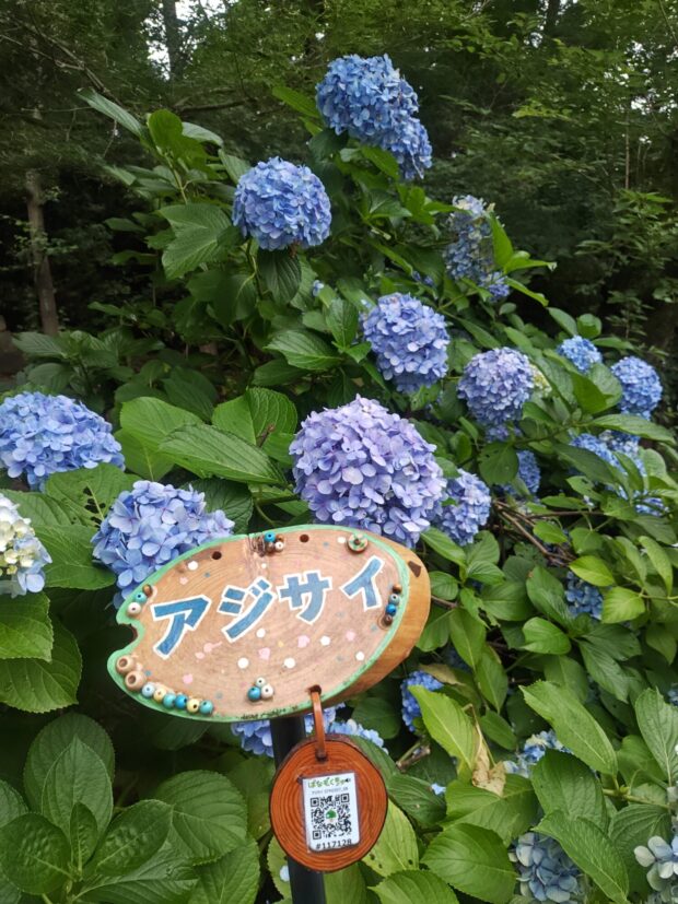 アジサイ