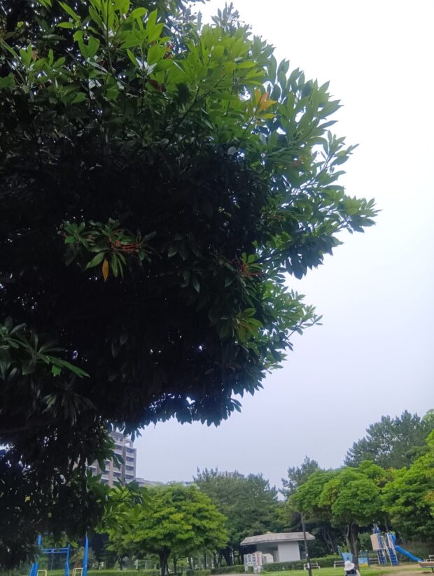 タブノキ