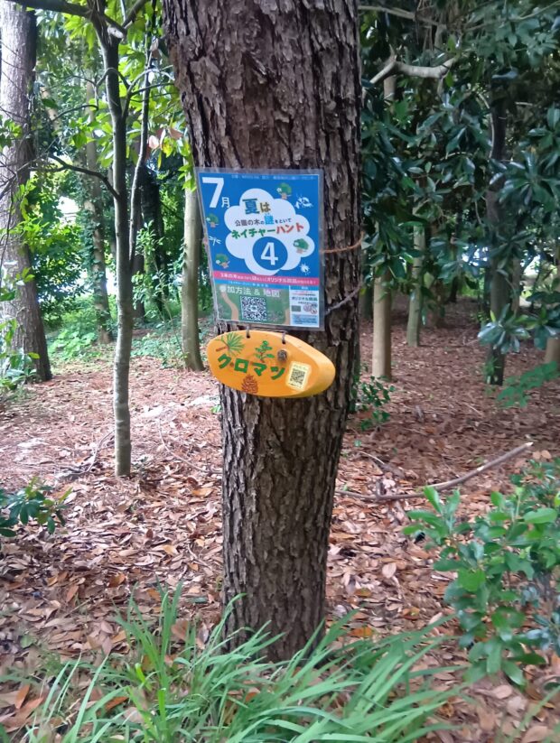 クロマツ