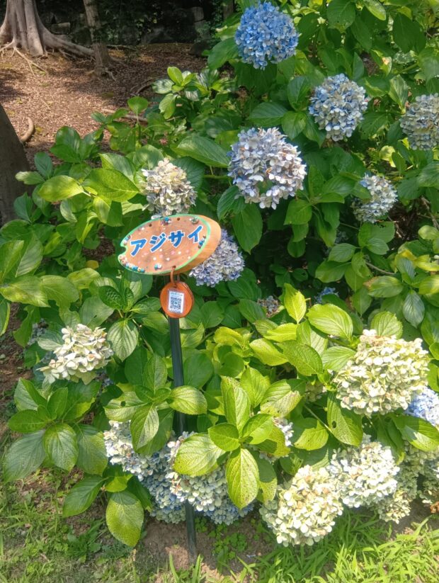 アジサイ
