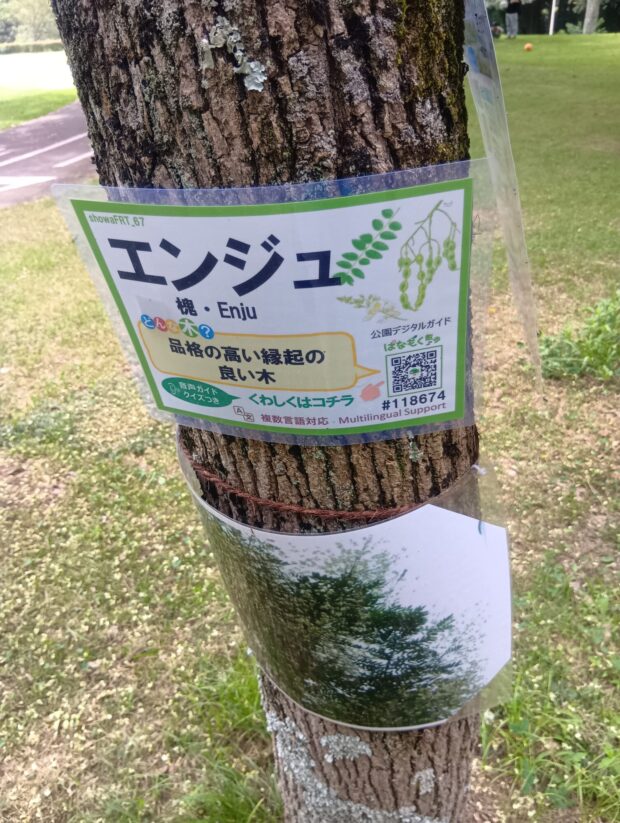 エンジュ