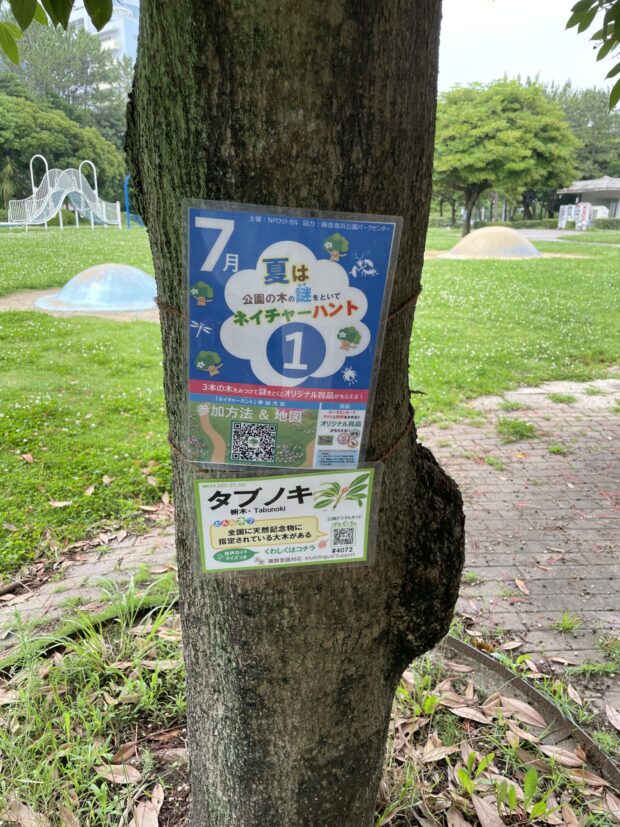 ガクアジサイ