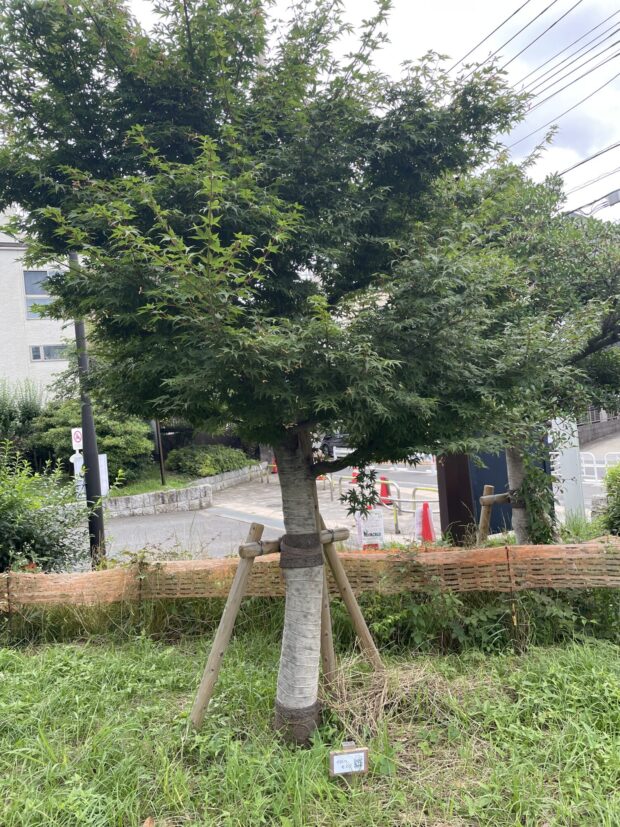 イロハモミジ