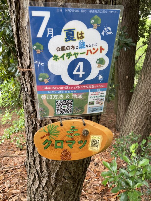 クロマツ