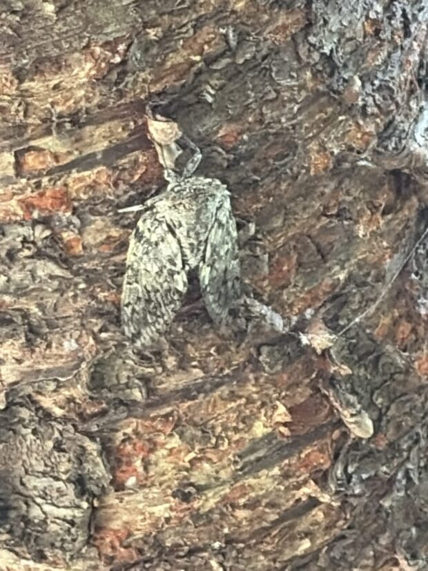 カワヅザクラ