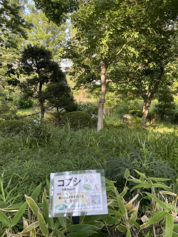 コブシ