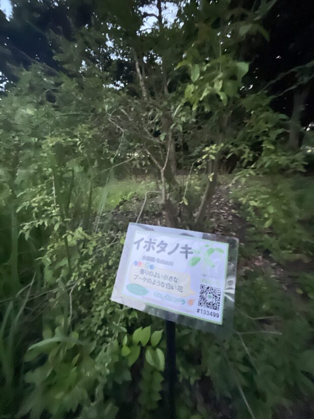 イボタノキ
