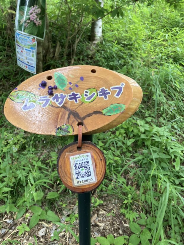 ムラサキシキブ