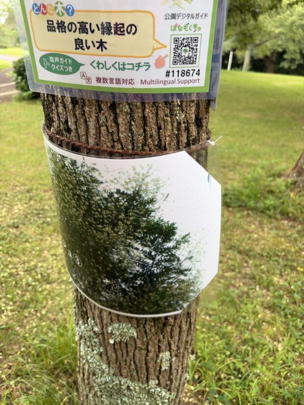 エンジュ