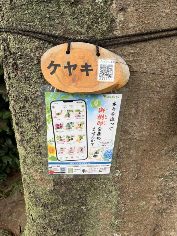 ケヤキ