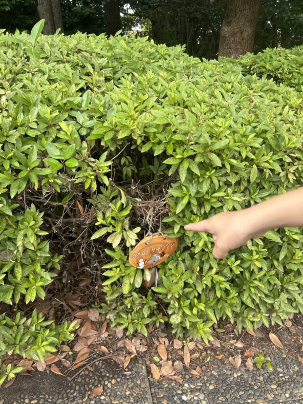 オオムラサキツツジ