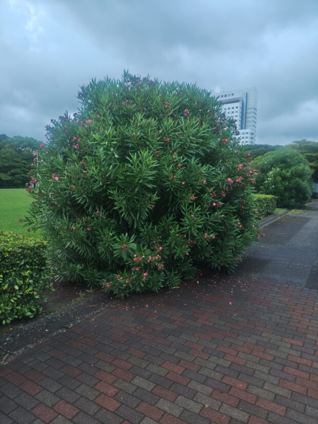 キョウチクトウ