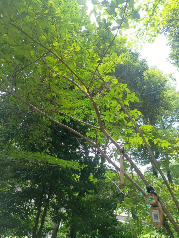 コバノガマズミ