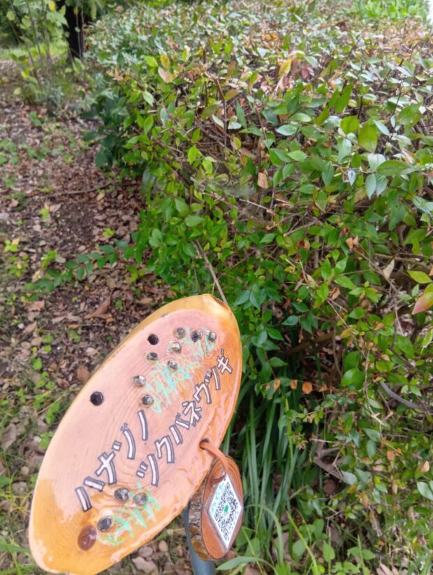ハナゾノツクバネウツギ