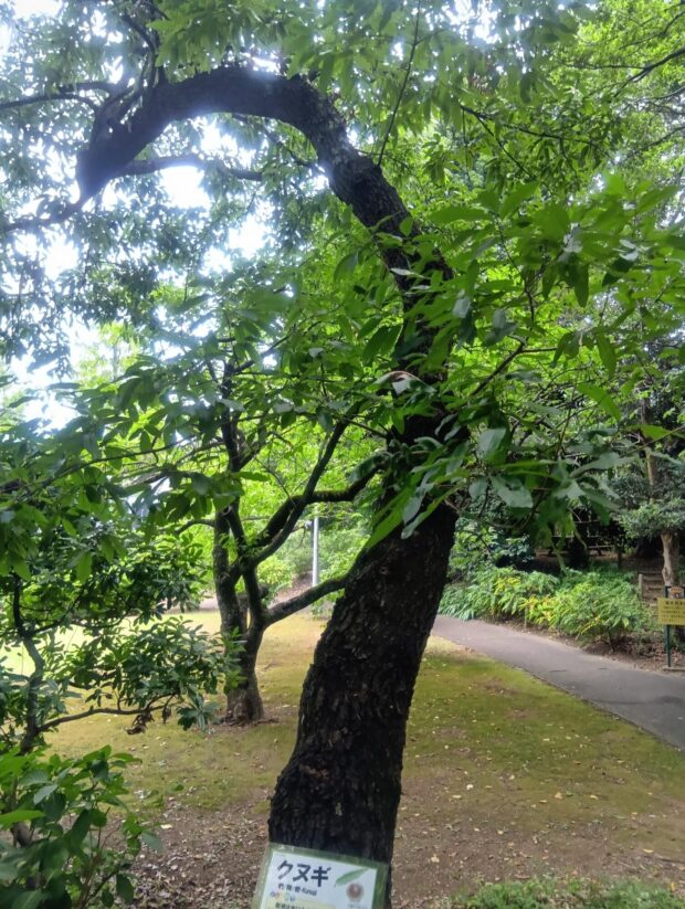クヌギ