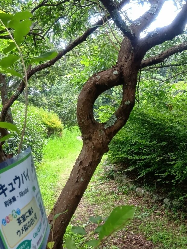 リキュウバイ